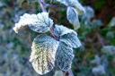 Crops in gardens have frozen over. Photo: Sue Warner.