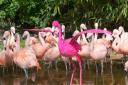 Ken the flamingo sculpture
