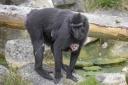 Masamba, two-month-old Sulawesi crested macaque