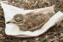 Stone-curlew chick