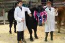 Handlers Toby Butler and Tom Stephens with the champion Belgian Blue cross steer.