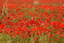 Hampshire Royal British Legion to launch Poppy Appeal