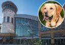 Festival Place has 'no power' to fine people whose dogs foul inside centre