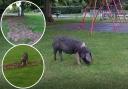 WATCH: Escaped pigs caused havoc in village damaging recreation ground