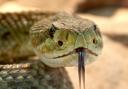 Boa constrictor found dead after being 'set on fire' in Hampshire town (stock image)