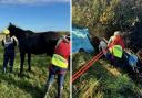 Totti the horse being rescued by firefighters from a farm near Hook