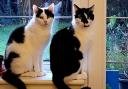 Adorable 'heartbroken' cats looking for forever home this Valentines Day