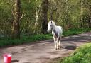 The horse spotted in Bramley