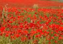Hampshire Royal British Legion to launch Poppy Appeal