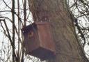 One of the bird boxes created