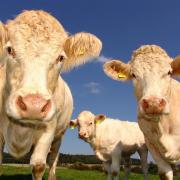 Cattle group