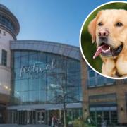 Festival Place becomes dog friendly - everything you need to know about the new policy