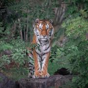 Calling all photographers, Marwell Zoo photo competition