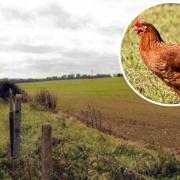 Is chicken manure causing a bad smell in Basingstoke?