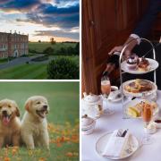 Dogs can now enjoy afternoon tea at Four Seasons Hotel Hampshire