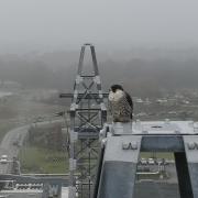 Photo of a peregrine falcon at AWE in Tadley