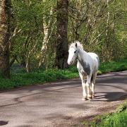 The horse spotted in Bramley