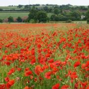 Mayor of Basingstoke and Deane to hold Remembrance Sunday service