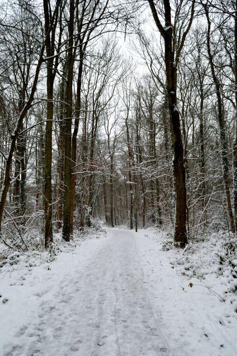Chineham woods. Sent in by Tarran Patterson