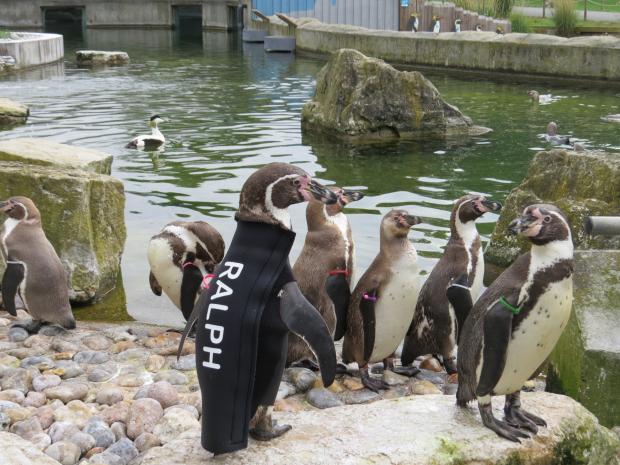 Basingstoke Gazette: Ralph in the penguin enclosure
