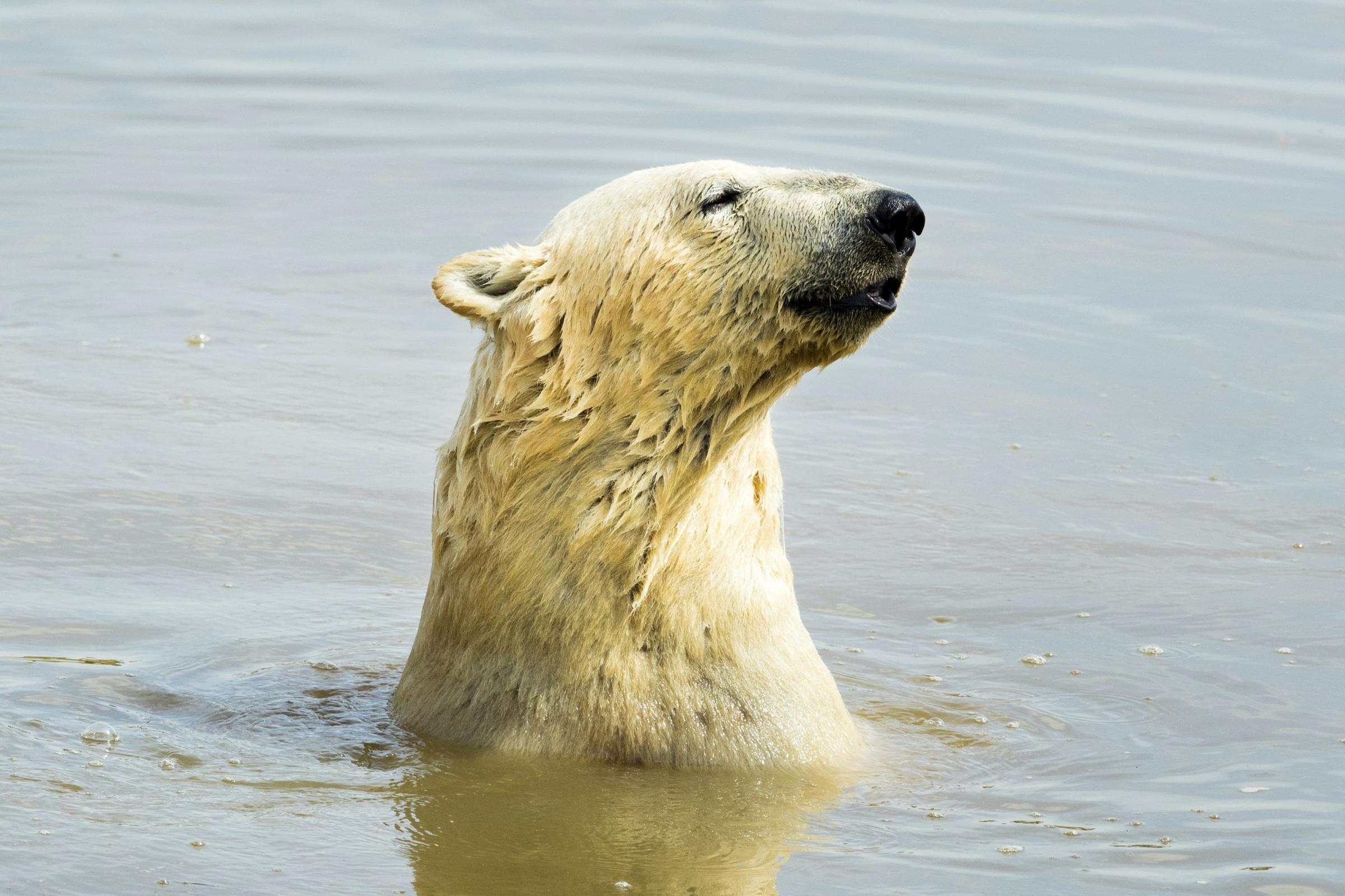 Global warming could see most polar bears disappear from Arctic by 2100 – study - Basingstoke Gazette