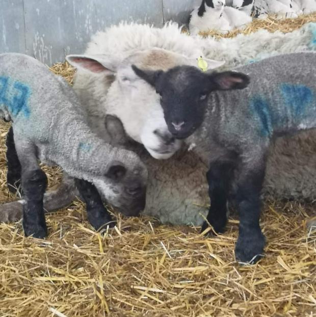 Basingstoke Gazette: Lambs recently born at Ed Chapman's farm 