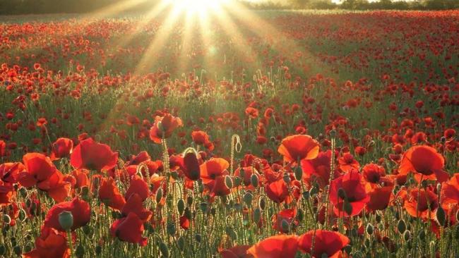 Overton Poppy Fields will NOT reopen to the public this year | Basingstoke  Gazette