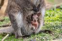 Undated handout photo issued by Marwell Zoo of a red-necked wallaby joey emerging from the pouch at Marwell Zoo in Hampshire. The zoo are celebrating the birth of two joeys, which are a now few months old and have just recently started to show their