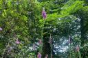 Fox glove towering over the path, picture by Imogen Barber