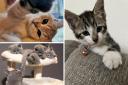 Readers celebrate National Kitten Day: 13 adorable photos of purrfect pets