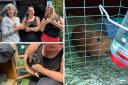 Keki’s Guinea Pig Rescue