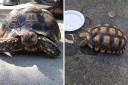 The tortoise was found in the Pennine Way area of Buckskin