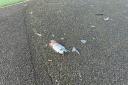 Russell Howard Park was left with litter, including broken glass, all over the floor