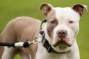 Basingstoke owner of American bully dog facing judgement after government ban