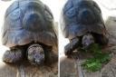 Twinkle the tortoise
