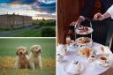 Dogs can now enjoy afternoon tea at Four Seasons Hotel Hampshire