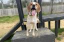 Harper, a three-year old Trailhound crossbreed