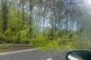 A fallen tree causing delay in Basingstoke