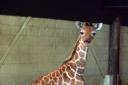 Baby giraffe Nsia