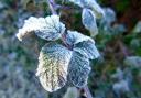 Crops in gardens have frozen over. Photo: Sue Warner.