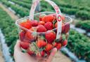 The best places to go strawberry picking in Hampshire this summer