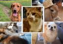 The best pets of Basingstoke in 2023