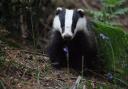 A badger was found decapitated on March 23 by a member of the public. Stock image