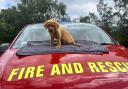 Adorable new recruits Red and Saxon  em-bark on new career at fire service