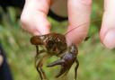 White-clawed crayfish, photo: Ben Rushbrook