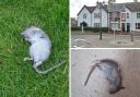 Rats spotted near Glebe Gardens