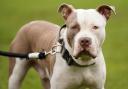 Secure dog facility near Basingstoke forced to introduce new rules for XL bullies