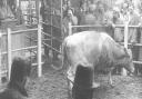 The cattle market in the 1950s