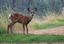 Deer can be a danger to motorists