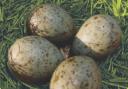 We are being urged to help protect rare bird eggs in April - this is why